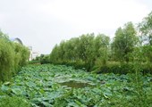 碧荷風(fēng)韻